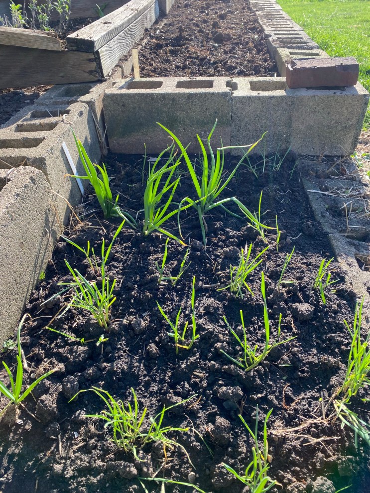 Onion and garlic sprouts. In garden bed. 