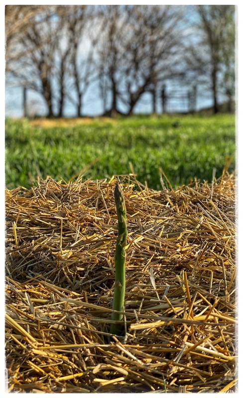 Single asparagus spear growing up out of straw mulch. 