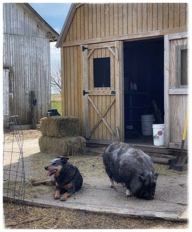 Rescue Pot Belly Pig Wai. With dog Boo, in front of small feed shed.  Old Barn to the left
