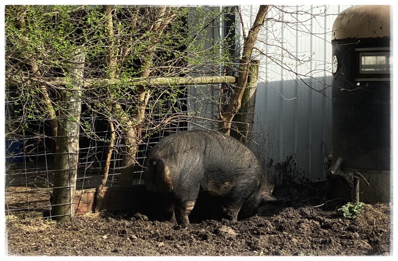 Big Jude the Rescue Hog. Mature Berkshire. Digging in his wallow with his nose. 