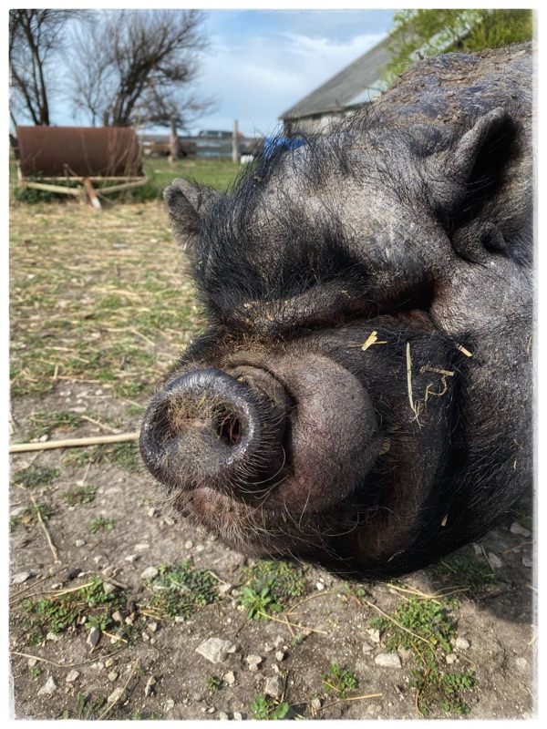 Wai, rescue pot belly. Head of pig. With roller and barn in background. 