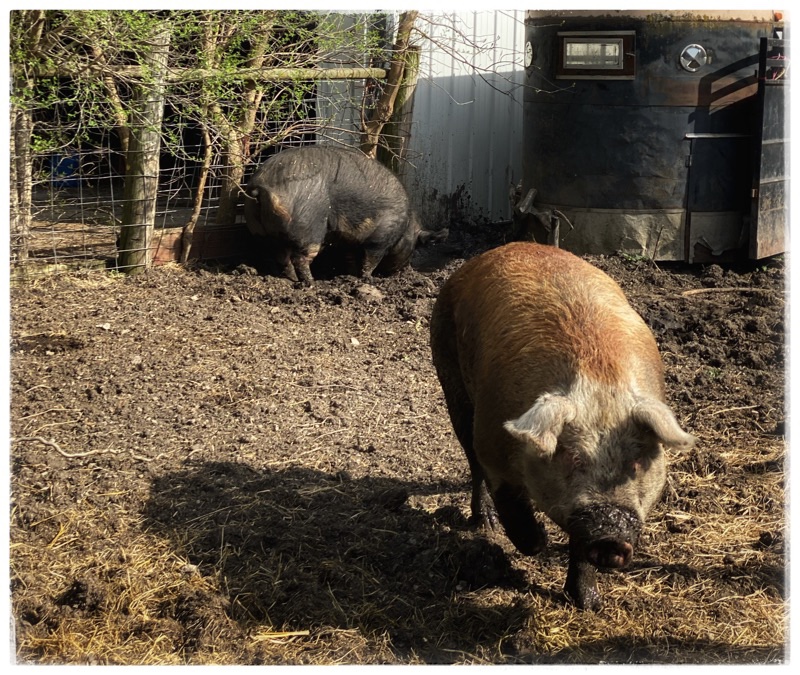 FreeBee the rescue hog. Mature Hereford Hog. Big Jude. Mature Hereford in back ground. Partial Stock trailer home to the side. 