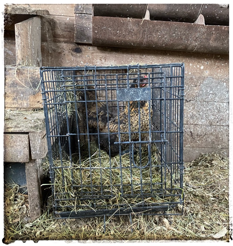 Brown and Black speckled hen in cage looking furious. . 