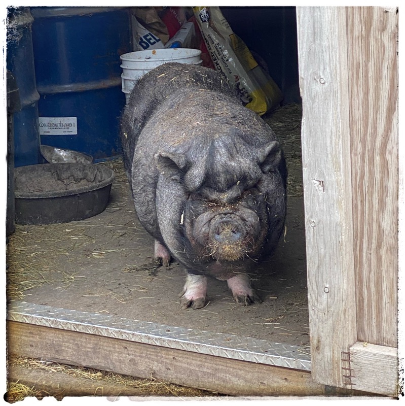 Wai the pot belly rescue pig waiting inside the feed shed for his dinner and a brush. 