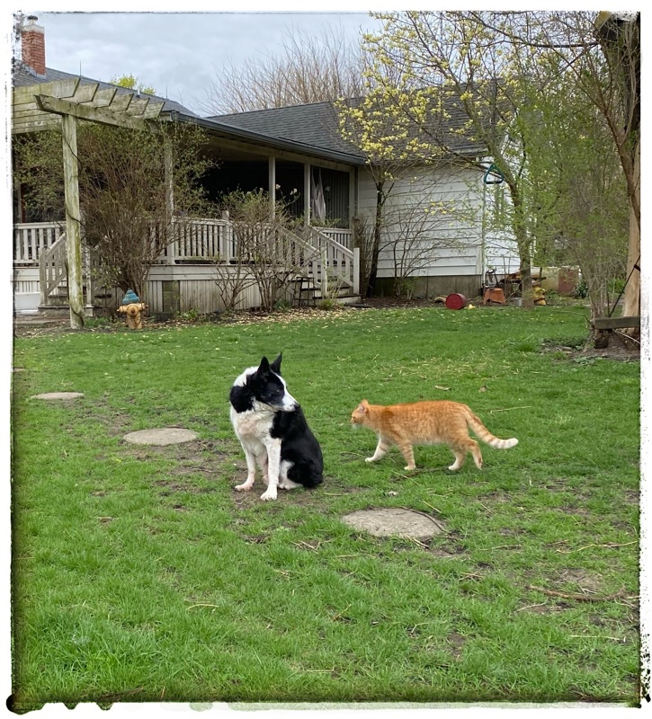 Black and White border collie watching cat walk behind him. Sat on green grass with white and grey farmhouse behind him. 