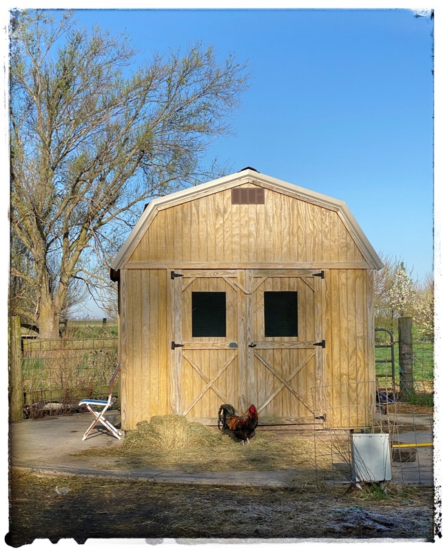 Feed Hut with rooster standing at the doors in the morning sun. 