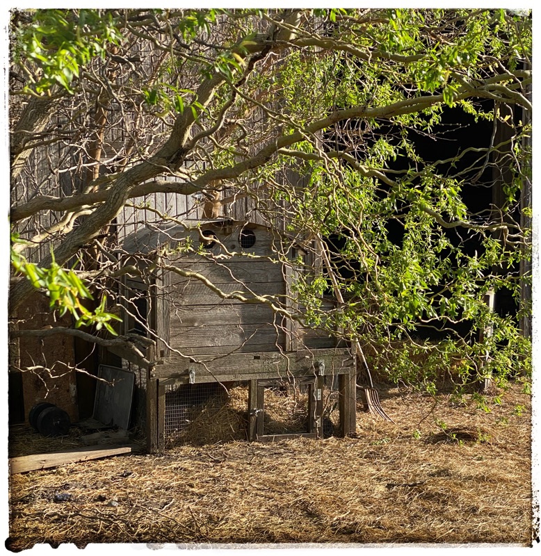 Rabbit hutch under a willow tree. 