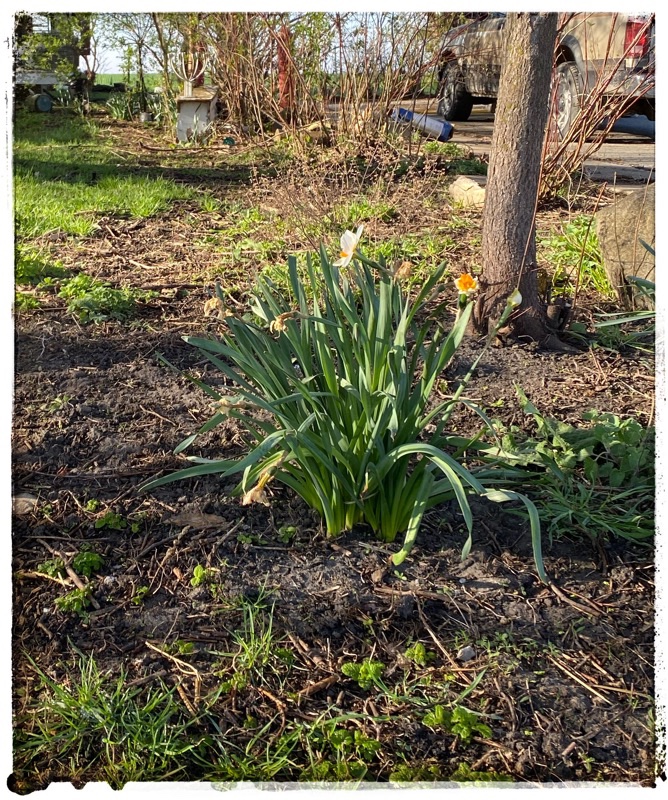 Dying daffodils under trees. This bunch needs lifting and dividing for more flowers next year,  