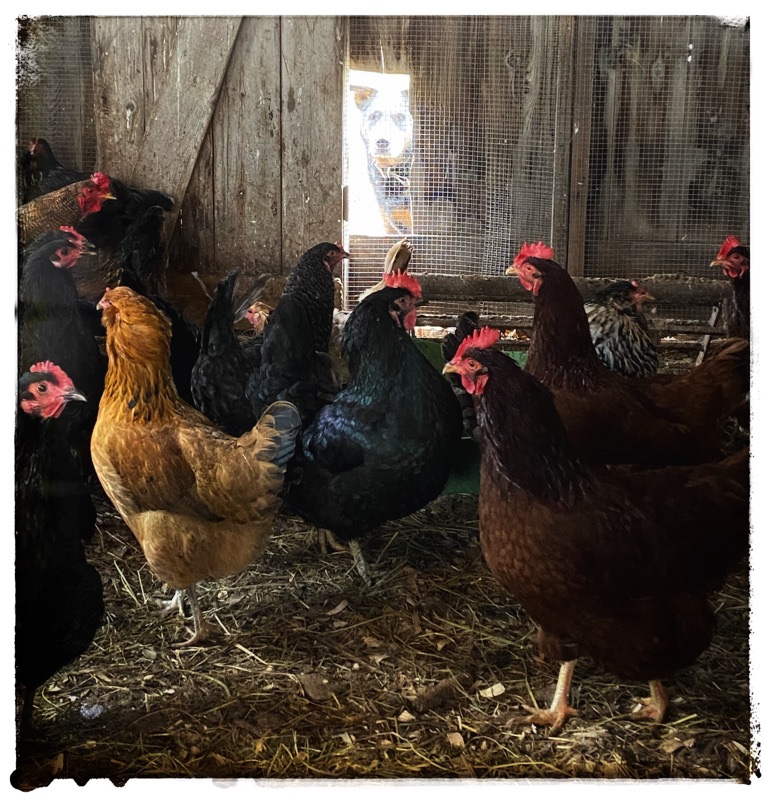 Chickens in the hen house with Boo the dog looking through a gap in the door. 