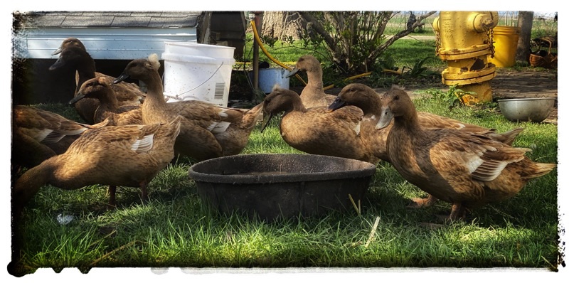 ducks around a water bowl