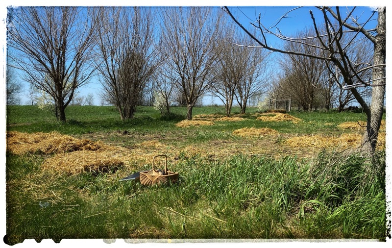 Spots of asparagus being mulched up with straw. 