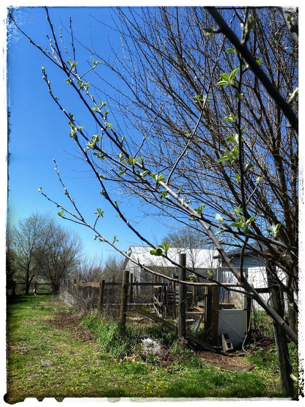 Young apple tree just beginning to leaf out. 