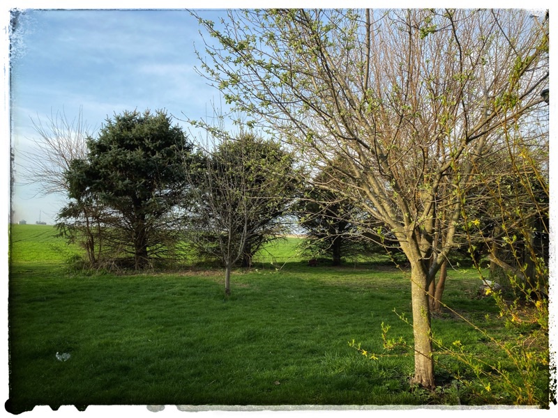 Young apple tree in the midwest. 