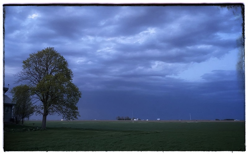 Field of wheat in the early evening looking South. Grey clouds gathering overhead. Screen Left: Large Maple tree just coming into leaf. Flat horizon. 