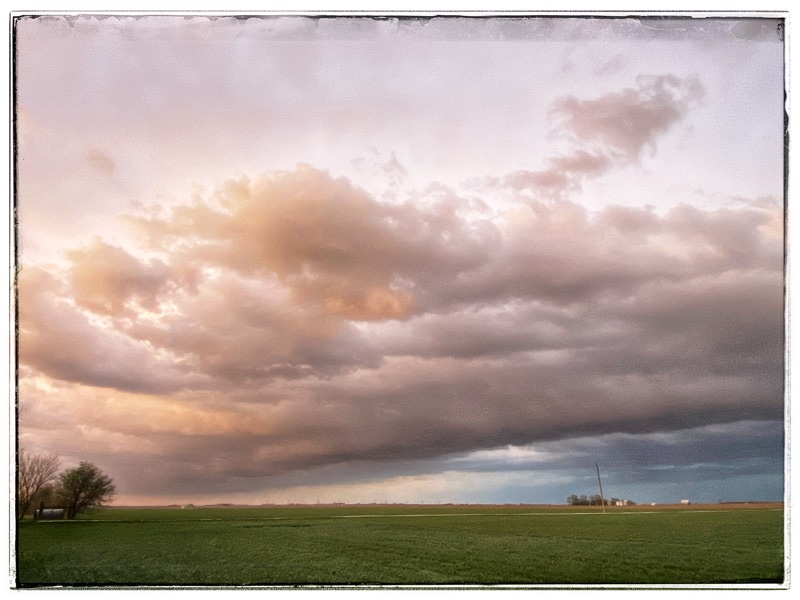 Storm clouds in the West pinkened by the sunset in the East. Above fields on the plains. Organic Wheat fields in the foreground
