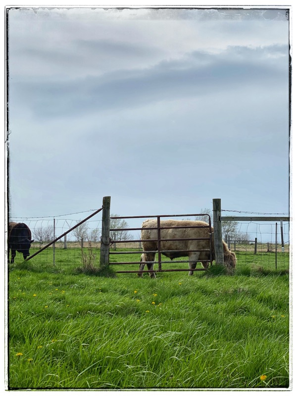 cows on the other side of the gate with long grass in front.