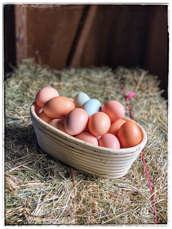 Basket of chickens eggs of different shades.