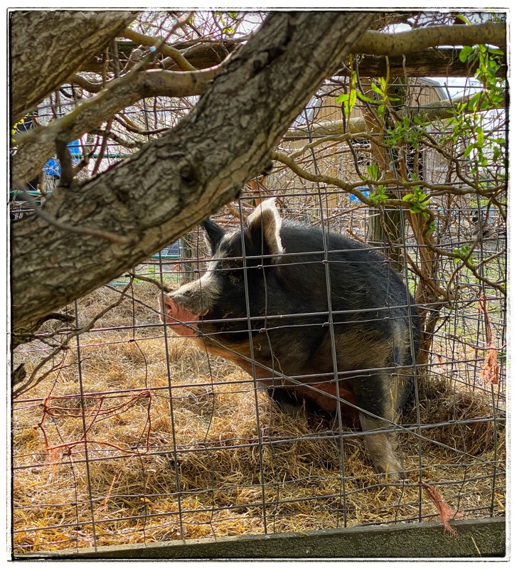 Big Jude. Mature Hereford hog. Sitting behind fence. Looking at camera with one eye. 