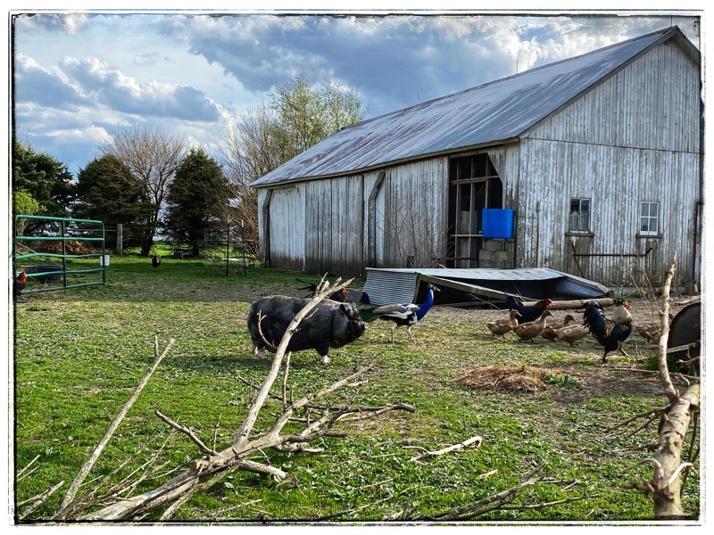 Rescue pot belly, peacock, roosters and ducks walking to the feed shed in  anticipation of dinner. 