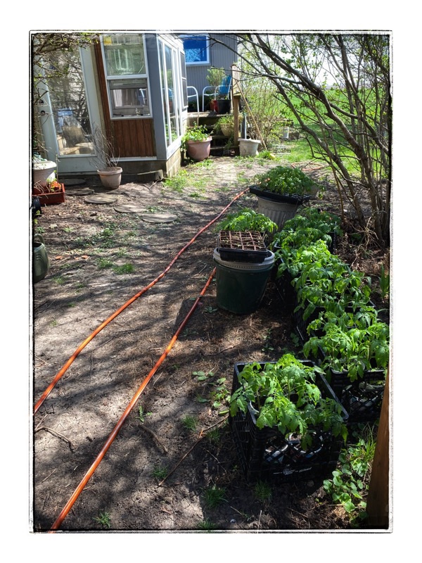 Tomato plants lined up outside under bushes hardening off before planting, 