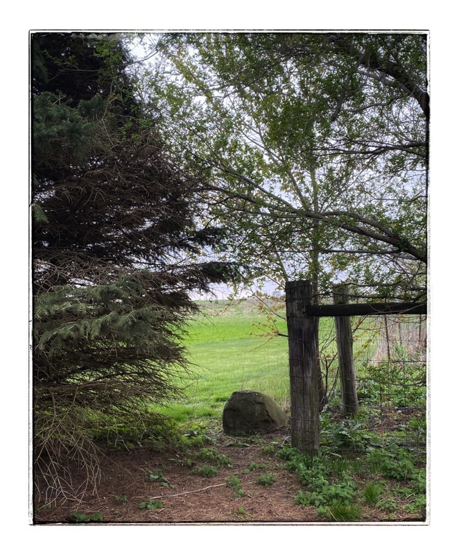 Gap in the trees looking across to a corner of the wheat fields. 