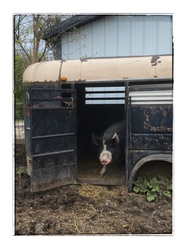 Mature Berkshire hog standing in the doorway of his trailer home. 