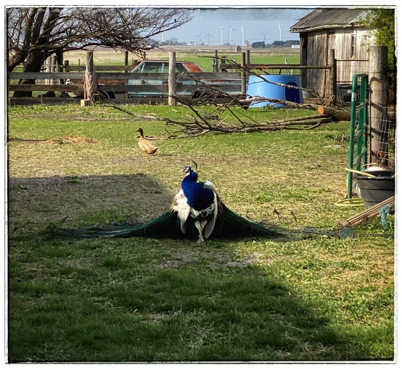 Peacock with tail spread like bridal train. 