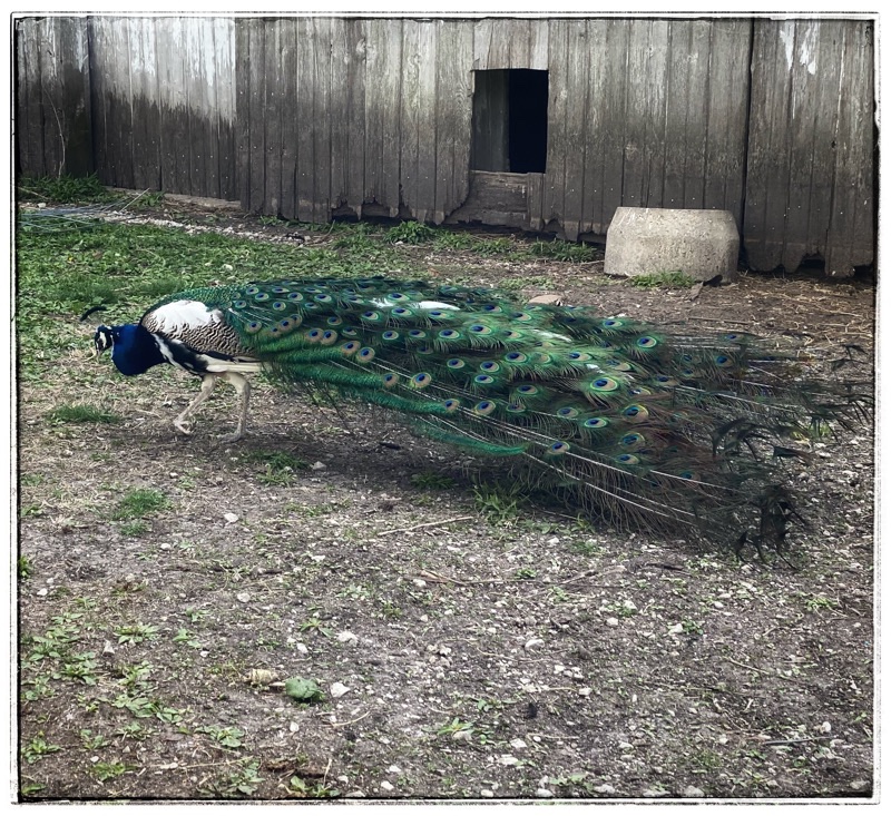 Peacock with tail relaxed and folding back