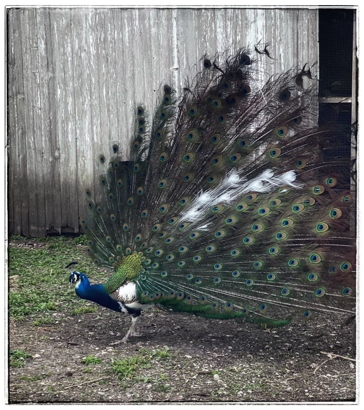 Peacock with tail half up, and going down in the wind