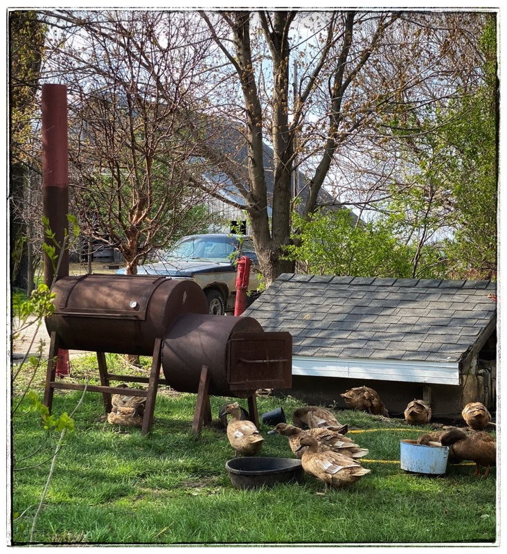 Home made smoker made of steel. With ducks sleeping underneath. 