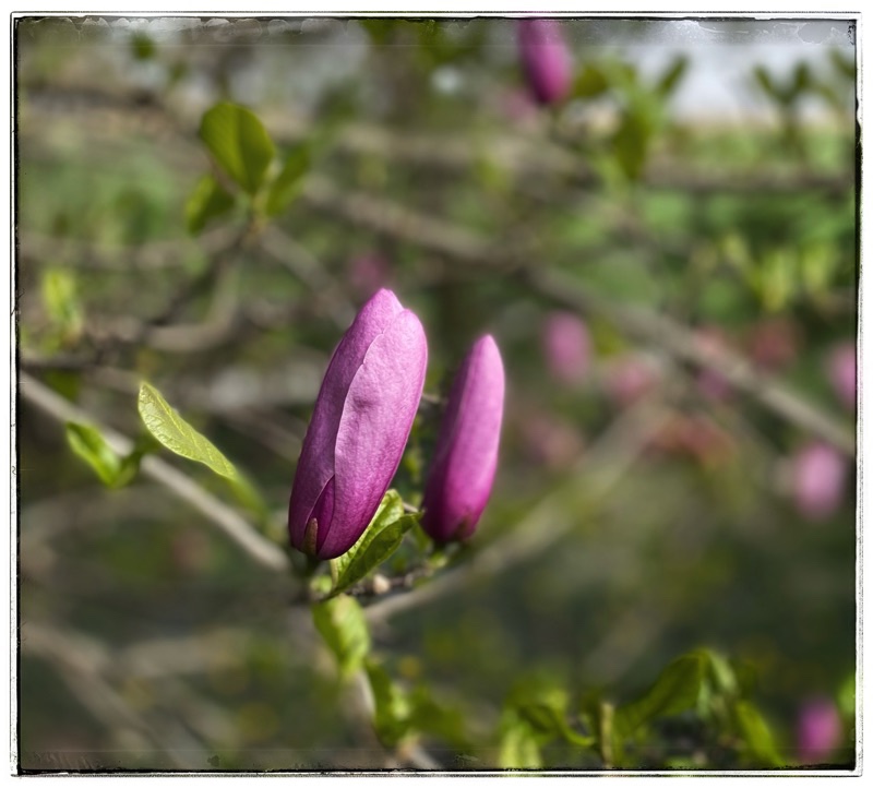 Pink Magnolia bud. 