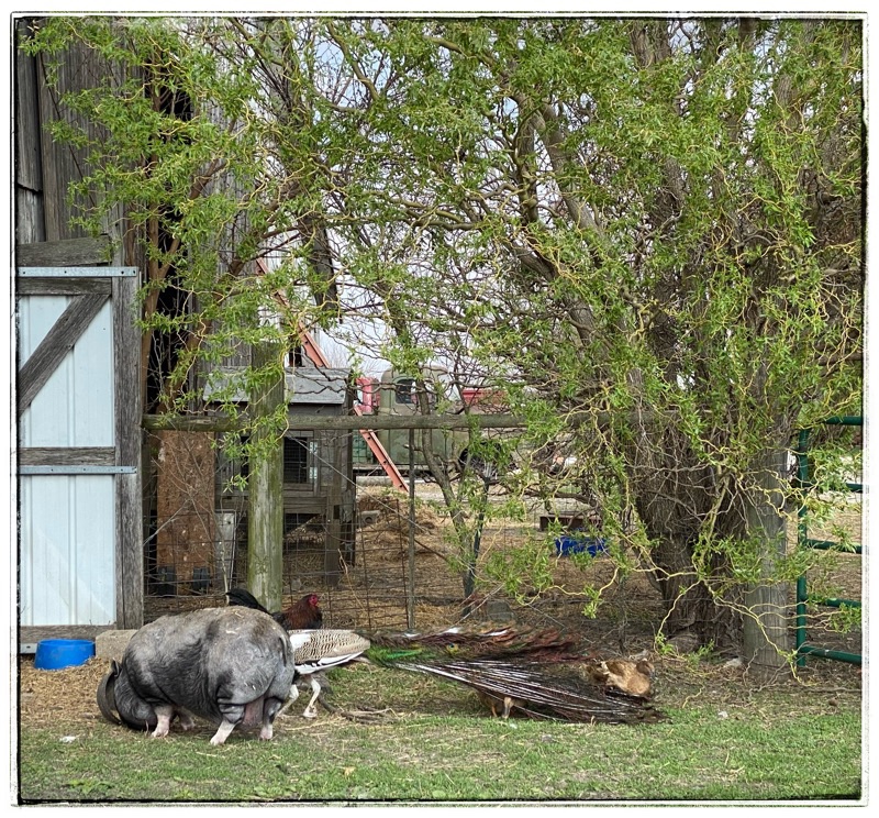 Wai the rescue potbelly, Mr Flowers the peacock partially hidden by the pig. A rooster behind, ducks getting caught in the peacocks tail, fence, willow tree.