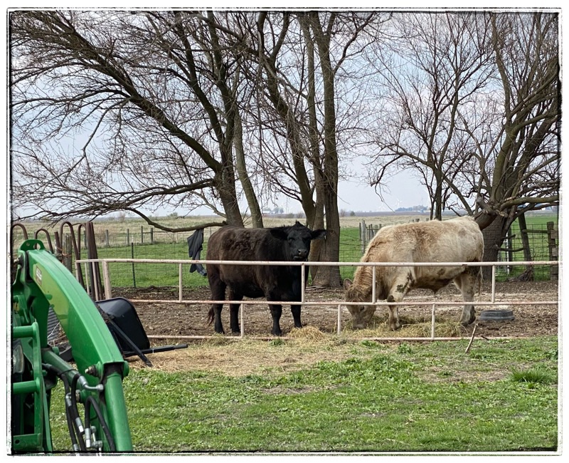 Two cows standing at the metal gate eating hay, fields and trees behind.