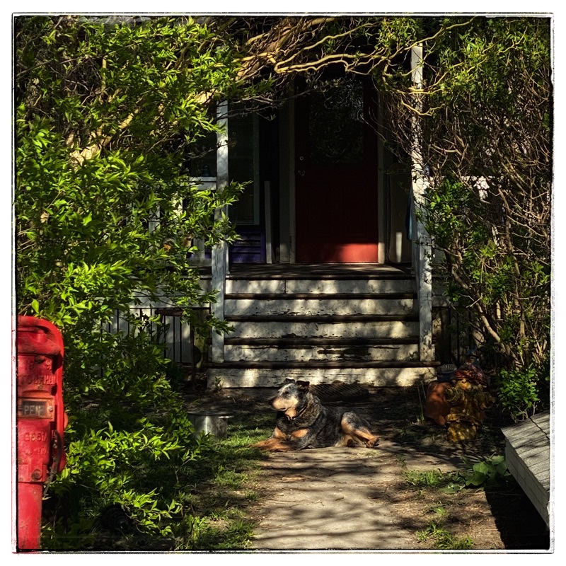 Boo, farm dog, waiting on the path in front of the steps. 