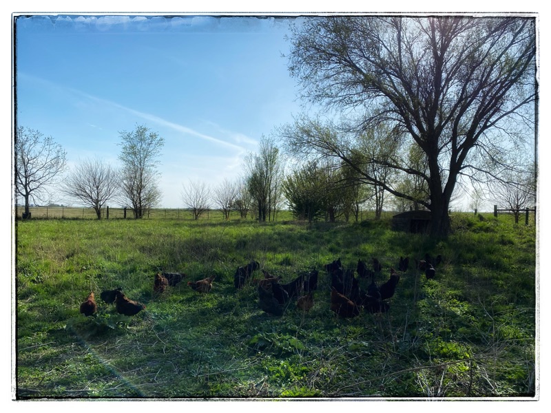 Wide shot of flock of rural chickens in the grass with sky and trees. 