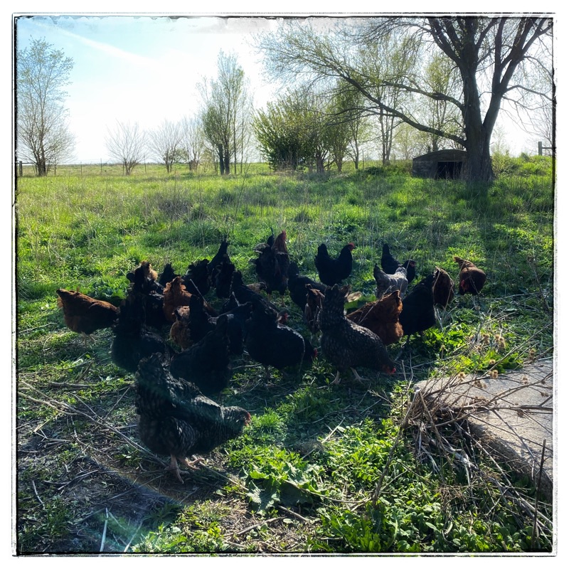 Flock of rural chickens in the long grass