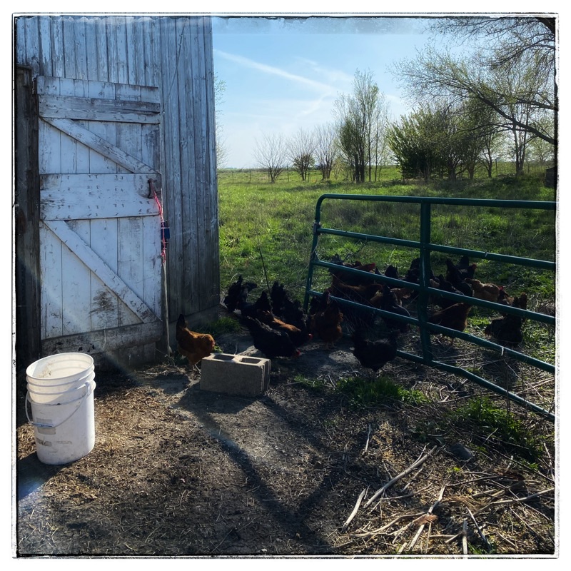 flock of chickens in the grass