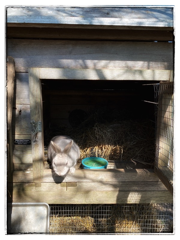 Rescue rabbit looking out of hutch