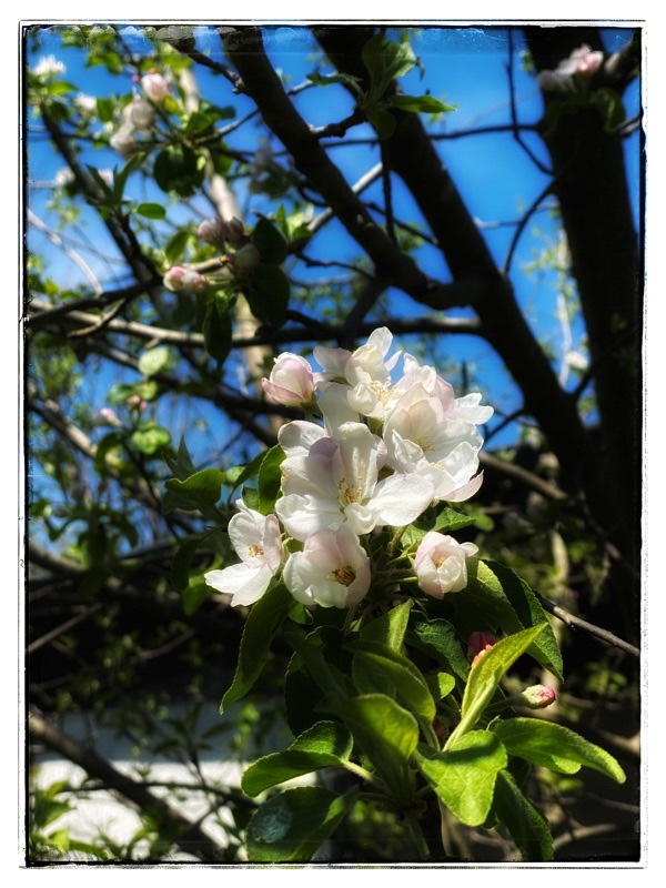 Apple blossom