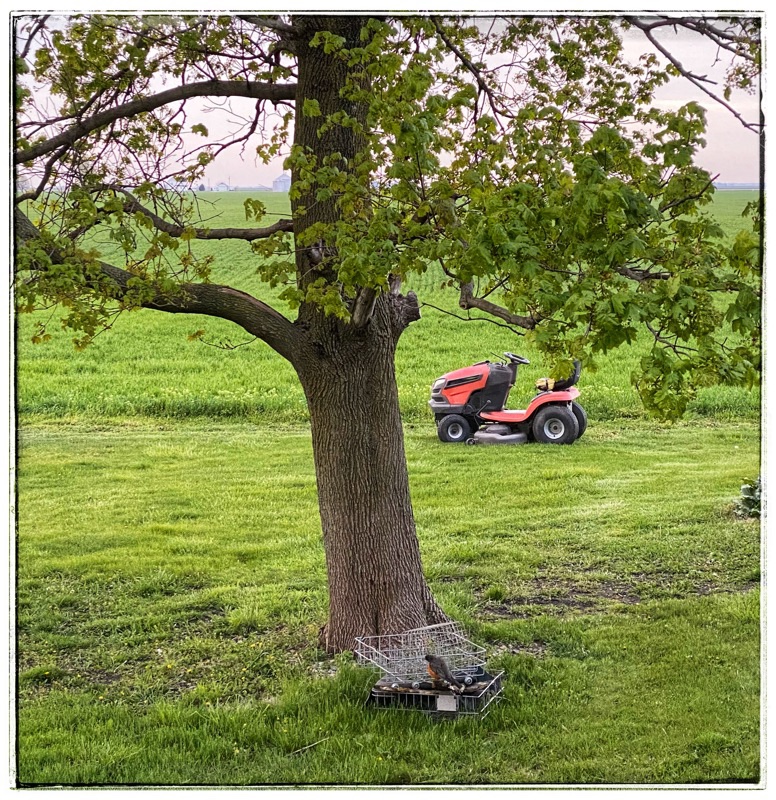 old ride on mower under big tree. 