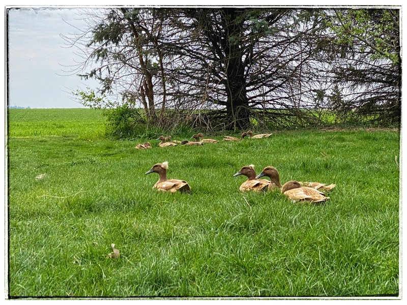 Brown ducks lying in the long green grass. 