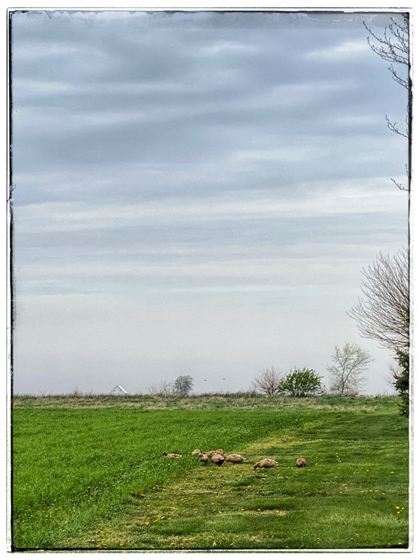 Brown ducks walking out into the green wheat