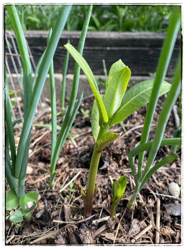 Young milkweed plant in with onions