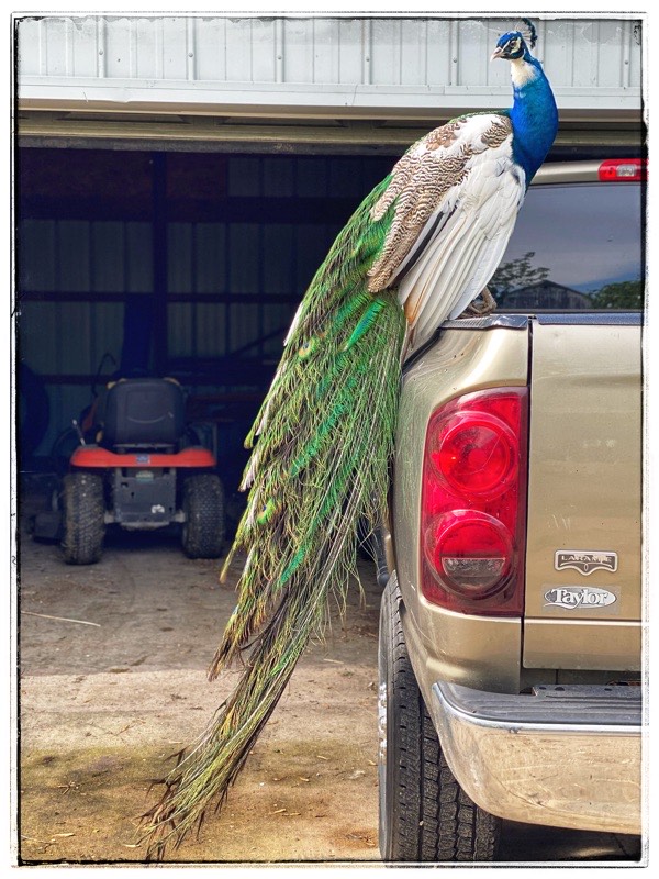 Peacock - mr flowers. 