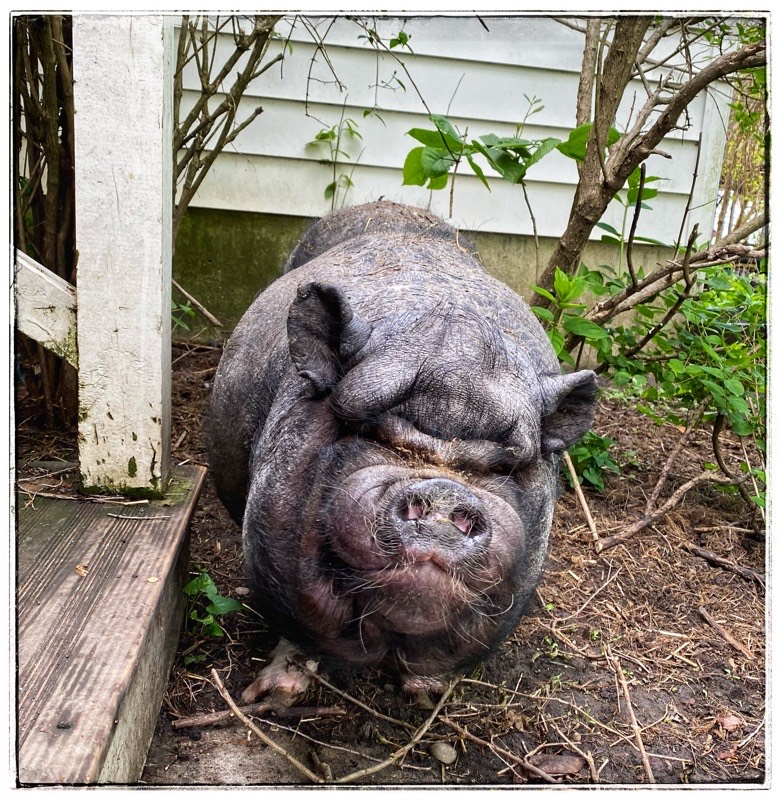 old pot belly pig looking for more breakfast. 