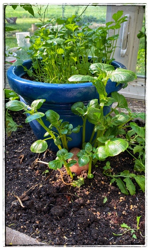 potatoes growing in glasshouse