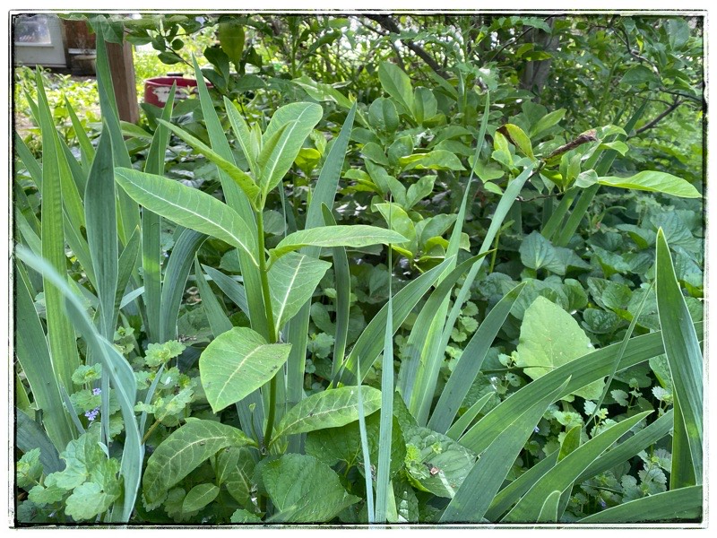 milkweed in garden