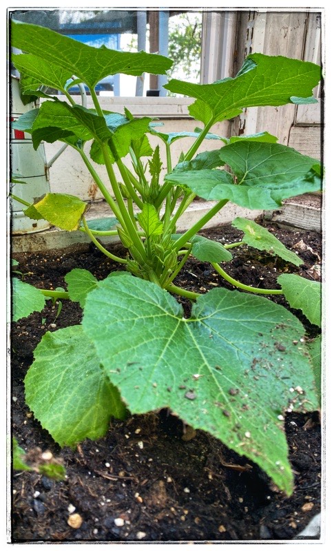 zuchinni (courgette) in glasshouse