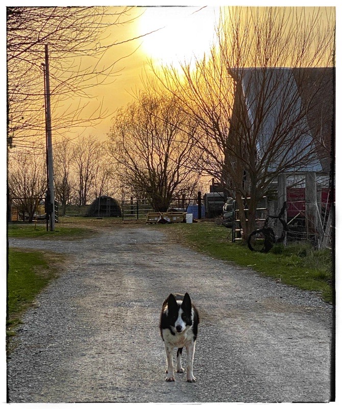 dog in front of big barn with sun setting behind