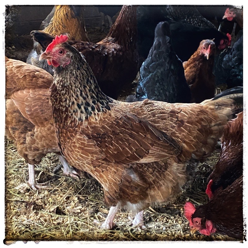 many chickens, red, gold black mostly tails and heads